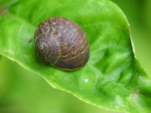 Snail on leaf