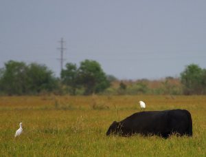 Bird on Cow from PDPhoto dot org