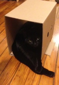 Zelda in small cardboard box packaging