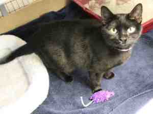 Zelda as shown on Shelter website