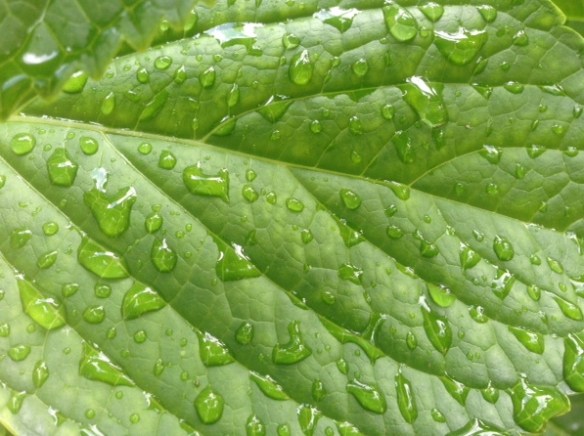 Leaf  with raindrops