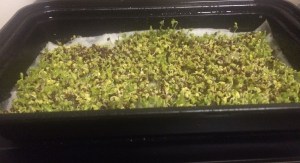 broccoli spouts on their way up